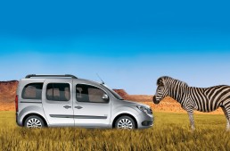 Baby zebra Citan meets Mercedes-Benz Citan in the wild